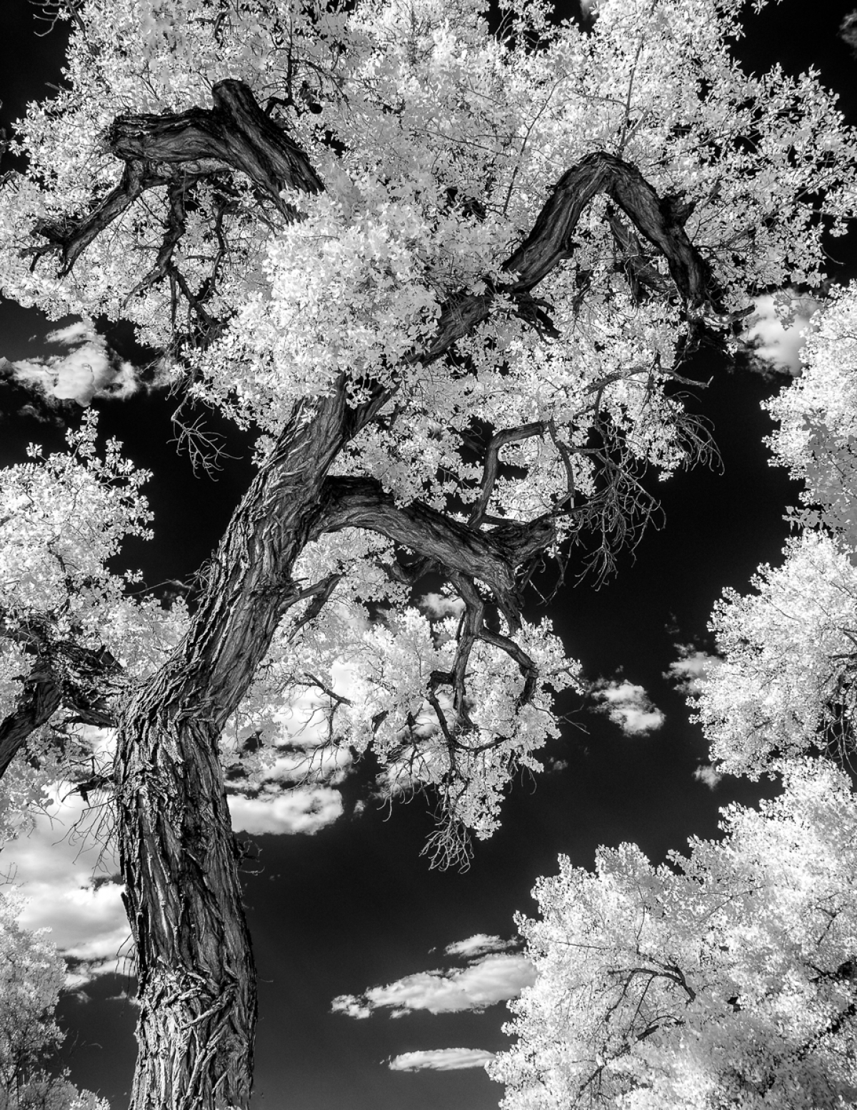 Cottonwood Tree