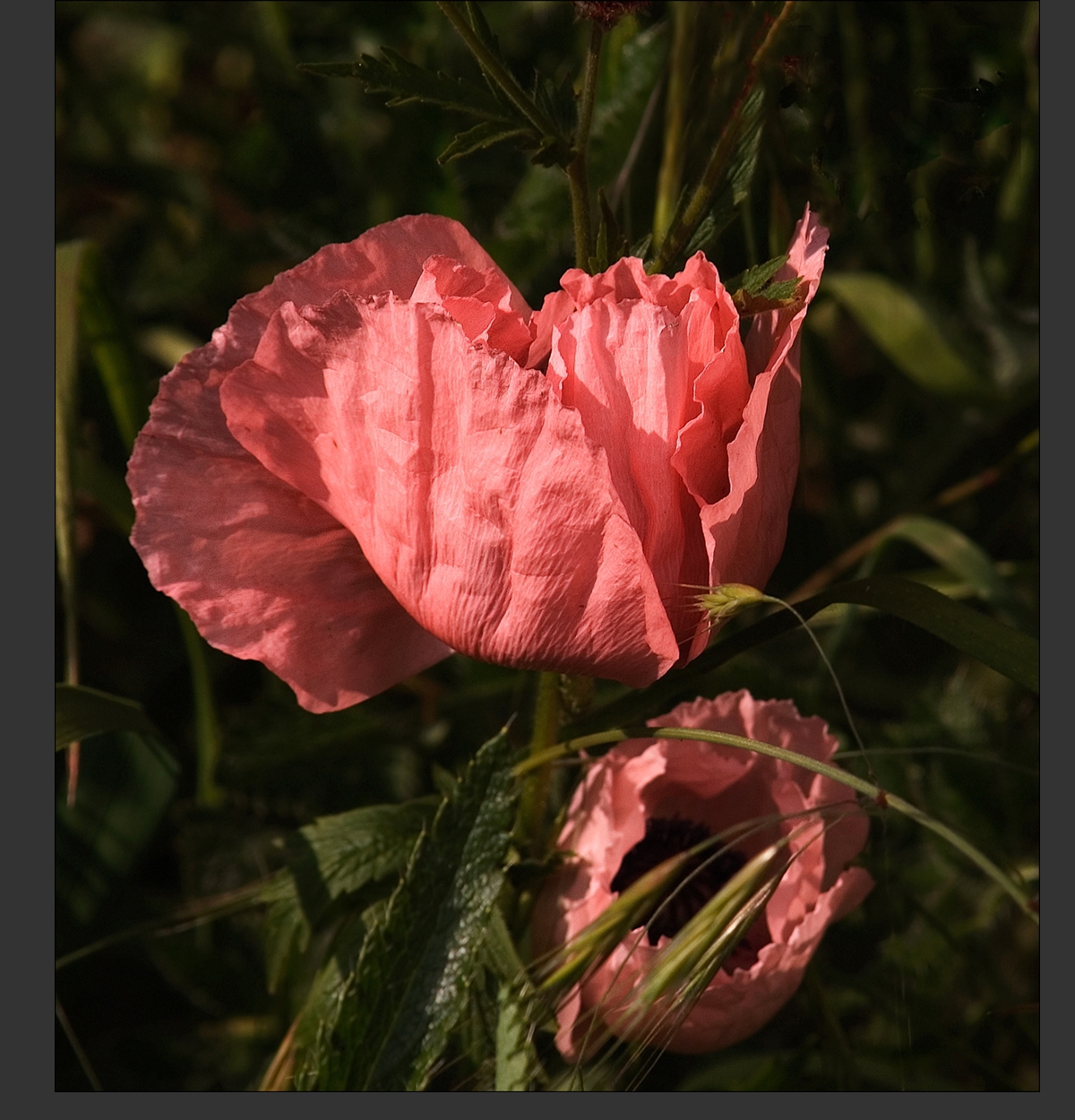 Oriental Poppy