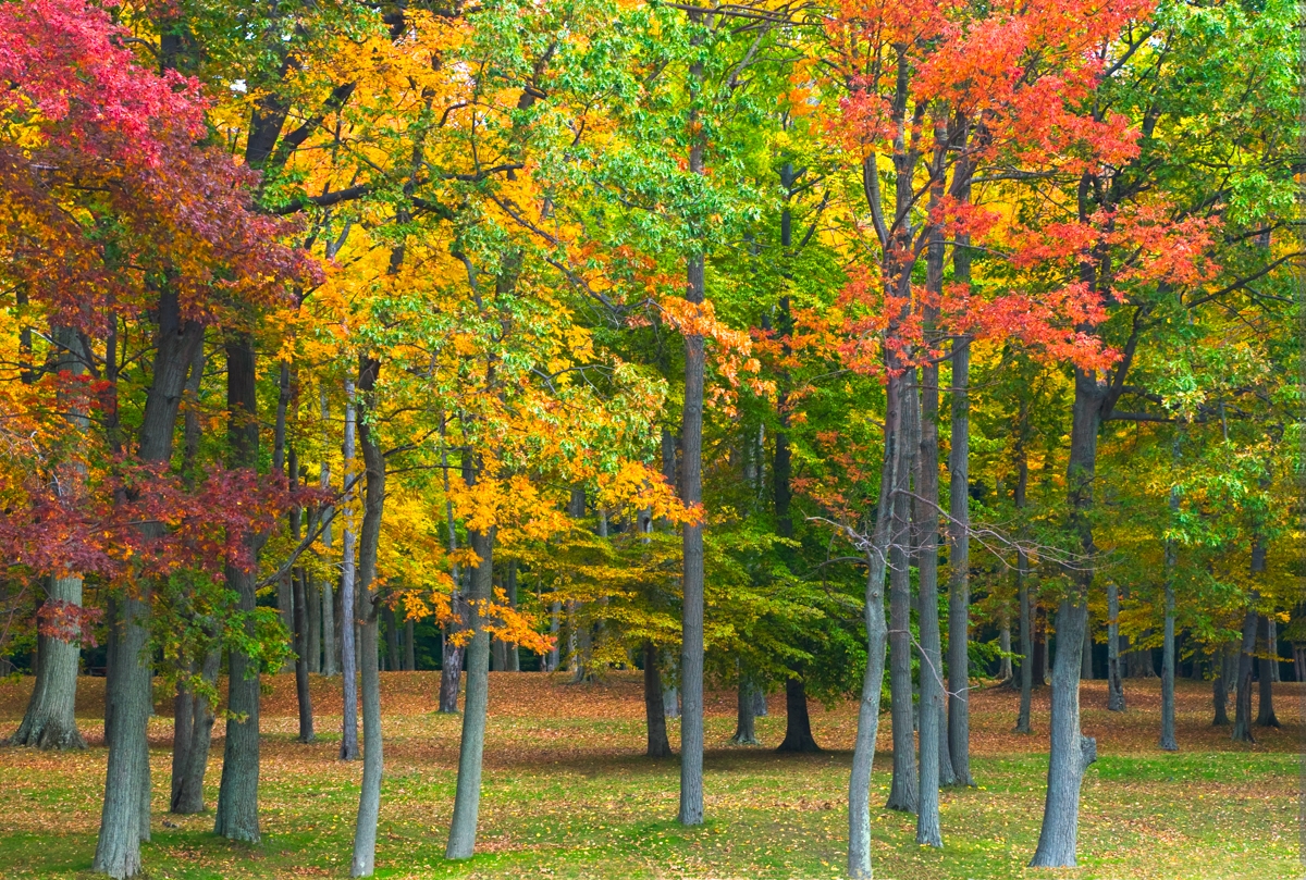 Park in Upper New York