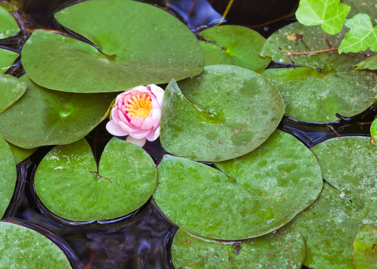 Water Lily