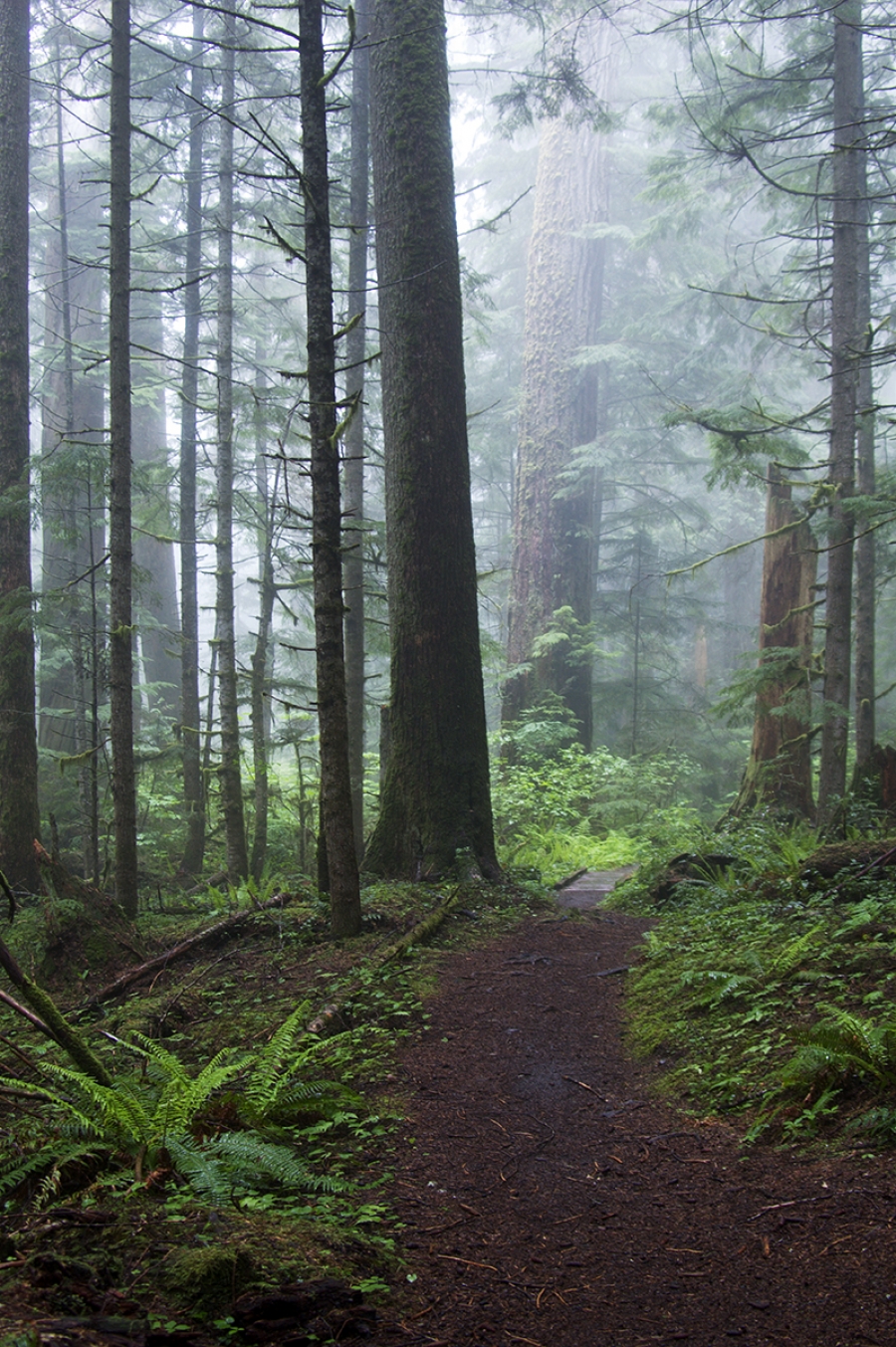 Olympic National Forest, WA