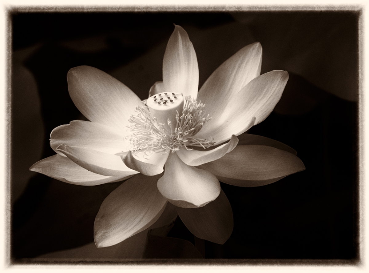 Lotus Blossom